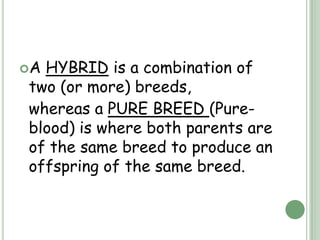 AHYBRID is a combination of
two (or more) breeds,
whereas a PURE BREED (Pure-
blood) is where both parents are
of the same breed to produce an
offspring of the same breed.
 