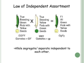 Law of Independent Assortment




•Allele segregate/ separate independent to
                each other.
 