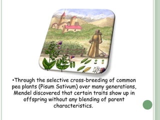 •Through the selective cross-breeding of common
pea plants (Pisum Sativum) over many generations,
 Mendel discovered that certain traits show up in
     offspring without any blending of parent
                 characteristics.
 