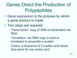 1-16
Genes Direct the Production of
Polypeptides
• Gene expression is the process by which
a gene product is made
• Two steps are required
– Transcription: copy of DNA is transcribed into
RNA
– Translation: the RNA copy is read or
translated to assemble a protein
– Codon: a sequence of 3 nucleic acid bases
that stand for one amino acid
 