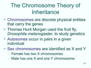 1-6
The Chromosome Theory of
Inheritance
• Chromosomes are discrete physical entities
that carry the genes
• Thomas Hunt Morgan used the fruit fly,
Drosophila melanogaster, to study genetics
• Autosomes occur in pairs in a given
individual
• Sex chromosomes are identified as X and Y
– Female has two X chromosomes
– Male has one X and one Y chromosome
 