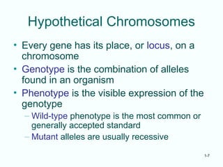 1-7
Hypothetical Chromosomes
• Every gene has its place, or locus, on a
chromosome
• Genotype is the combination of alleles
found in an organism
• Phenotype is the visible expression of the
genotype
– Wild-type phenotype is the most common or
generally accepted standard
– Mutant alleles are usually recessive
 
