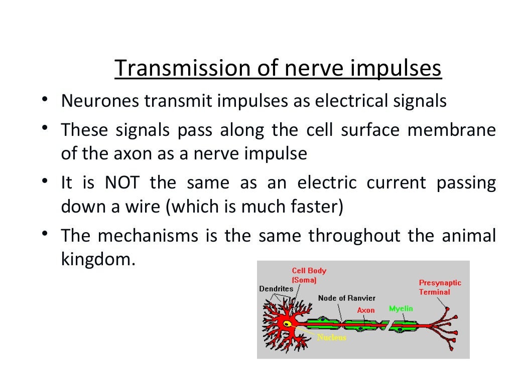 Nerve Impulse And Transmission Biology Diagrams