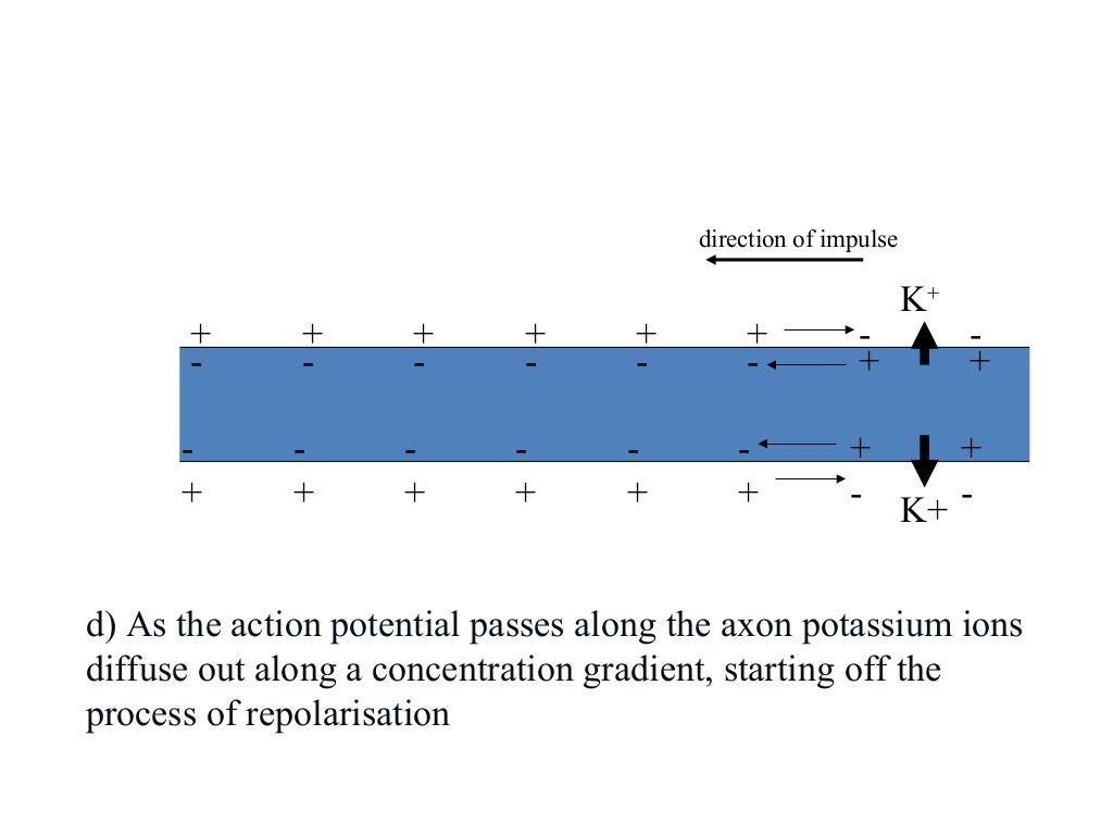 Transmission of nerve impulses Biology Diagrams