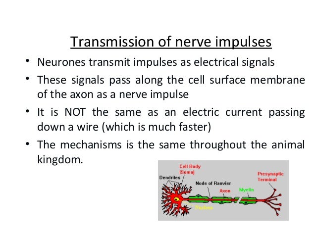Transmission of nerve impulses