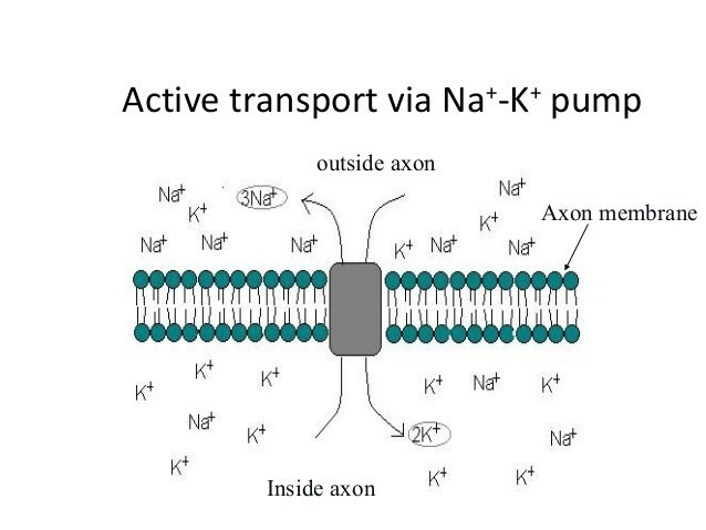 Transmission of nerve impulses