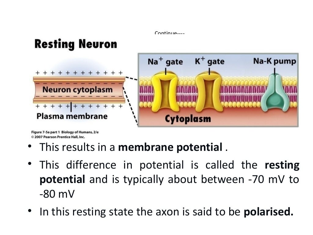 Transmission of nerve impulses