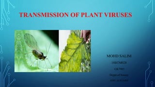 TRANSMISSION OF PLANT VIRUSES
MOHD SALIM
18BTM028
GK7985
Deppt.of botany
AMU,ALIGARH
 