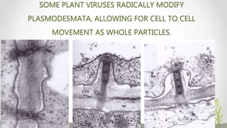 Transmission of viruses | PPT