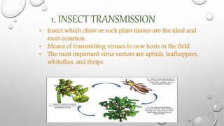 Transmission of plant viruses by vectors.pptx