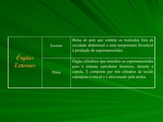 Órgão cilíndrico que transfere os espermatozóides para o sistema reprodutor feminino, durante a cópula. É composto por três cilindros de tecido esponjoso e eréctil e é atravessado pela uretra. Pénis Bolsa de pele que contém os testículos fora da cavidade abdominal a uma temperatura favorável à produção de espermatozóides.  Escroto Órgãos Externos 