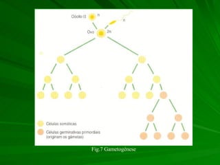Fig.7 Gametogénese 