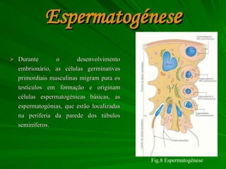 Espermatogénes e Durante o desenvolvimento embrionário, as células germinativas primordiais masculinas migram para os testículos em formação e originam células espermatogénicas básicas, as espermatogónias, que estão localizadas na periferia da parede dos túbulos seminíferos. Fig.8 Espermatogénese 