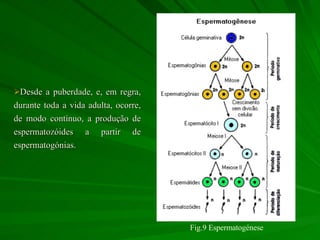 Desde a puberdade, e, em regra, durante toda a vida adulta, ocorre, de modo contínuo, a produção de espermatozóides a partir de espermatogónias.  Fig.9 Espermatogénese 