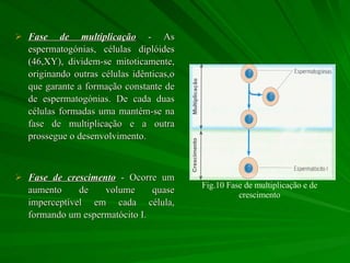 Fase de multiplicação  - As espermatogónias, células diplóides (46,XY), dividem-se mitoticamente, originando outras células idênticas,o que garante a formação constante de de espermatogónias. De cada duas células formadas uma mantém-se na fase de multiplicação e a outra prossegue o desenvolvimento.  Fase de crescimento  - Ocorre um aumento de volume quase imperceptível em cada célula, formando um espermatócito I. Fig.10 Fase de multiplicação e de crescimento 