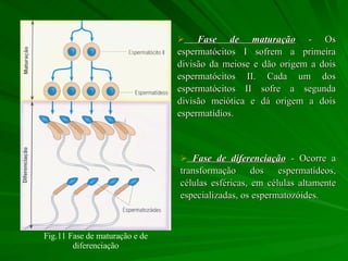 Fase de diferenciação   - Ocorre a transformação dos espermatídeos, células esféricas, em células altamente especializadas, os espermatozóides.  Fase de maturação  - Os espermatócitos I sofrem a primeira divisão da meiose e dão origem a dois espermatócitos II. Cada um dos espermatócitos II sofre a segunda divisão meiótica e dá origem a dois espermatídios.  Fig.11 Fase de maturação e de diferenciação 
