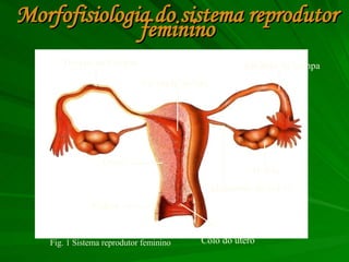 Morfofisiologia do sistema reprodutor feminino Trompa de Falópio Cavidade uterina Pavilhão da trompa Ovário Ligamento do ovário Colo do útero Vagina Útero Fig. 1 Sistema reprodutor feminino 