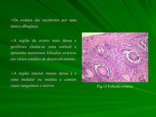 Os ovários são recobertos por uma túnica albugínea.  A região do ovário mais densa e periférica chama-se zona cortical e apresenta numerosos folículos ováricos em vários estádios de desenvolvimento. A região interior menos densa é a zona medular ou medula e contém vasos sanguíneos e nervos. Fig.13 Folículo ovárico 