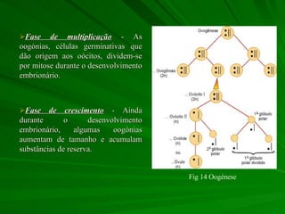 Fase de multiplicação  - As oogónias, células germinativas que dão origem aos oócitos, dividem-se por mitose durante o desenvolvimento embrionário. Fase de crescimento  - Ainda durante o desenvolvimento embrionário, algumas oogónias aumentam de tamanho e acumulam substâncias de reserva. Fig 14 Oogénese 