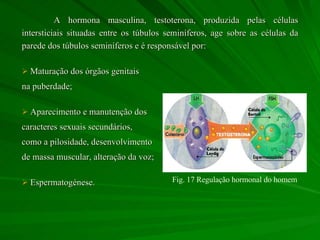 A hormona masculina, testoterona, produzida pelas células intersticiais situadas entre os túbulos seminíferos, age sobre as células da parede dos túbulos seminíferos e é responsável por: Maturação dos órgãos genitais  na puberdade; Aparecimento e manutenção dos caracteres sexuais secundários,  como a pilosidade, desenvolvimento  de massa muscular, alteração da voz; Espermatogénese.  Fig. 17 Regulação hormonal do homem 
