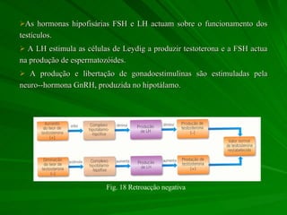 As hormonas hipofisárias FSH e LH actuam sobre o funcionamento dos testículos.  A LH estimula as células de Leydig a produzir testoterona e a FSH actua na produção de espermatozóides. A produção e libertação de gonadoestimulinas são estimuladas pela neuro--hormona GnRH, produzida no hipotálamo.  Fig. 18 Retroacção negativa 