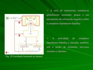 A taxa de testoterona mantém-se globalmente constante, graças a um mecanismo de retroacção negativa sobre o complexo hipotálamo-hipófise.  A actividade do complexo hipotálamo-hipófise é alterada, também, sob a acção de estímulos nervosos externos e internos.  Fig. 19 Correlação hormonal no homem 