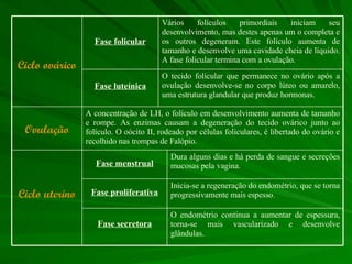 Inicia-se a regeneração do endométrio, que se torna progressivamente mais espesso. Fase proliferativa Ciclo uterino O endométrio continua a aumentar de espessura, torna-se mais vascularizado e desenvolve glândulas. Fase secretora Dura alguns dias e há perda de sangue e secreções mucosas pela vagina.  Fase menstrual A concentração de LH, o folículo em desenvolvimento aumenta de tamanho e rompe. As enzimas causam a degeneração do tecido ovárico junto ao folículo. O oócito II, rodeado por células foliculares, é libertado do ovário e recolhido nas trompas de Falópio.  Ovulação O tecido folicular que permanece no ovário após a ovulação desenvolve-se no corpo lúteo ou amarelo, uma estrutura glandular que produz hormonas.  Fase luteínica Vários folículos primordiais iniciam seu desenvolvimento, mas destes apenas um o completa e os outros degeneram. Este folículo aumenta de tamanho e desenvolve uma cavidade cheia de líquido. A fase folicular termina com a ovulação.  Fase folicular Ciclo ovárico 