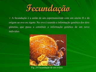 Fecundação A fecundação é a união de um espermatozóide com um oócito II e dá origem ao ovo ou zigoto. No ovo é reunida a informação genética dos dois gâmetas, que passa a constituir a informação genética de um novo indivíduo.  Fig. 24 Fecundação de um ovário  
