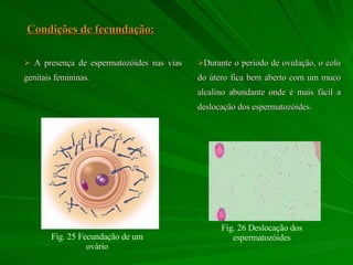 Condições de fecundação: A presença de espermatozóides nas vias genitais femininas. Durante o período de ovulação, o colo do útero fica bem aberto com um muco alcalino abundante onde é mais fácil a deslocação dos espermatozóides. Fig. 25 Fecundação de um ovário Fig. 26 Deslocação dos espermatozóides 