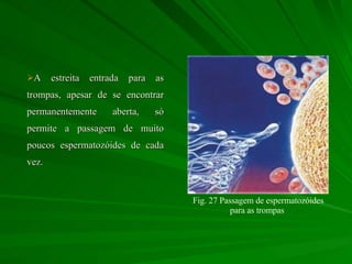 A estreita entrada para as trompas, apesar de se encontrar permanentemente aberta, só permite a passagem de muito poucos espermatozóides de cada vez. Fig. 27 Passagem de espermatozóides para as trompas  