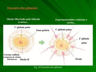 1º glóbulo polar Zona pelúcia Oócito II 1º glóbulo polar 2º glóbulo  polar Óvulo Oócito libertado pelo folículo ovárico... Espermatozóides rodeiam o oócito... Encontro dos gâmetas: Corona radiata   (composta de células foliculares) Fig. 28 Encontro dos gâmetas 