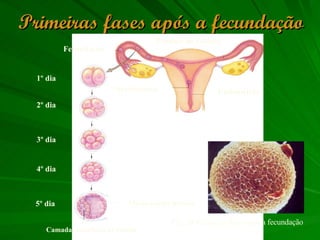 Primeiras fases após a fecundação Fecundação 1º dia 2º dia 3º dia 4º dia 5º dia Massa celular interna Camada superficial de células Implantação Endométrio Trompa de Falópio Fig. 29 Primeiras fases após a fecundação 