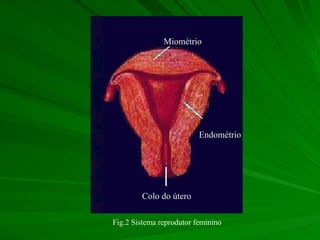 Miométrio Endométrio Colo do útero Fig.2 Sistema reprodutor feminino  
