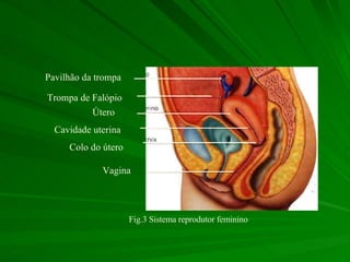 Pavilhão da trompa Trompa de Falópio Útero Cavidade uterina Colo do útero Vagina Fig.3 Sistema reprodutor feminino 