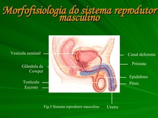 Morfofisiologia do sistema reprodutor masculino Vesícula seminal Glândula de Cowper Testículo Escroto Canal deferente Próstata Epidídimo Pénis Uretra Fig.5 Sistema reprodutor masculino 