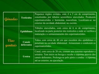 Canal, com cerca de 20 cm, comum aos sistemas reprodutor e urinário. Tem início na bexiga e recebe o esperma através dos canais deferentes. Prolonga-se pelo pénis e conduz  o esperma até ao exterior, na ejaculação. Uretra Tubos com cerca de 40 cm que excedem dos epidídimos e penetram na cavidade abdominal. Armazenam e conduzem os espermatozóides. Canais deferentes Túbulos enovelados, com cerca de 6 m de comprimento, localizado na parte posterior dos testículos e onde se verifica a maturação e o armazenamento dos espermatozóides.  Epidídimos Vias genitais Pequenos órgãos ovóides, com 4 a 5 cm de comprimento, constituídos por túbulos seminíferos enovelados. Produzem espermatozóides e hormonas masculinas. Localizam-se no exterior da cavidade abdominal, no escroto. Testículos Gónadas 
