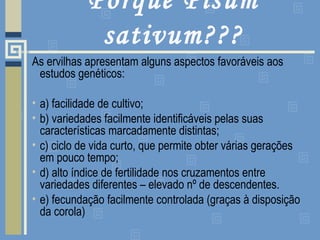 Porquê Pisum
sativum???
As ervilhas apresentam alguns aspectos favoráveis aos
estudos genéticos:
• a) facilidade de cultivo;
• b) variedades facilmente identificáveis pelas suas
características marcadamente distintas;
• c) ciclo de vida curto, que permite obter várias gerações
em pouco tempo;
• d) alto índice de fertilidade nos cruzamentos entre
variedades diferentes – elevado nº de descendentes.
• e) fecundação facilmente controlada (graças à disposição
da corola)
 