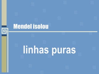 Mendel isolou
linhas puras
 