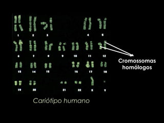 CromossomasCromossomas
homólogoshomólogos
Cariótipo humano
 
