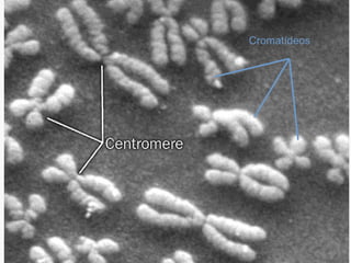 Cromatídeos
 