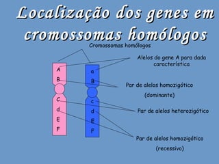 Localização dos genes emLocalização dos genes em
cromossomas homólogoscromossomas homólogos
A
B
C
d
E
F
a
B
c
d
E
F
Cromossomas homólogos
Alelos do gene A para dada
característica
Par de alelos homozigótico
(dominante)
Par de alelos heterozigótico
Par de alelos homozigótico
(recessivo)
 