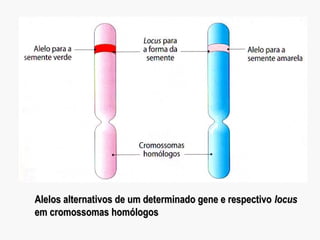 Alelos alternativos de um determinado gene e respectivoAlelos alternativos de um determinado gene e respectivo locuslocus
em cromossomas homólogosem cromossomas homólogos
 