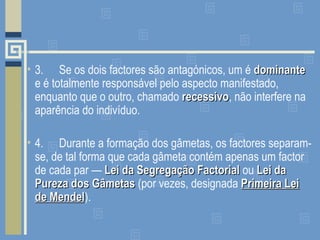 • 3. Se os dois factores são antagónicos, um é dominantedominante
e é totalmente responsável pelo aspecto manifestado,
enquanto que o outro, chamado recessivorecessivo, não interfere na
aparência do indivíduo.
• 4. Durante a formação dos gâmetas, os factores separam-
se, de tal forma que cada gâmeta contém apenas um factor
de cada par — Lei da Segregação FactorialLei da Segregação Factorial ou Lei daLei da
Pureza dos GâmetasPureza dos Gâmetas (por vezes, designada Primeira LeiPrimeira Lei
de Mendelde Mendel).
 