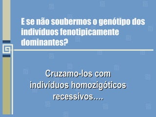 E se não soubermos o genótipo dos
indivíduos fenotipicamente
dominantes?
Cruzamo-los comCruzamo-los com
indivíduos homozigóticosindivíduos homozigóticos
recessivos….recessivos….
 