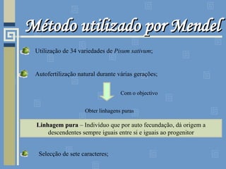 Método utilizado por Mendel Utilização de 34 variedades de  Pisum sativum ; Autofertilização natural durante várias gerações; Com o objectivo Obter linhagens puras Linhagem pura  – Indivíduo que por auto fecundação, dá origem a descendentes sempre iguais entre si e iguais ao progenitor Selecção de sete caracteres; 