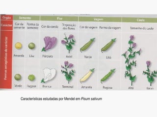 Características estudadas por Mendel em  Pisum sativum 
