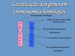 Localização dos genes em cromossomas homólogos A B C d E F a B c d E F Cromossomas homólogos Alelos do gene A para dada característica Par de alelos homozigótico (dominante) Par de alelos heterozigótico Par de alelos homozigótico (recessivo) 