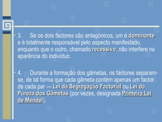 3. Se os dois factores são antagónicos, um é  dominante  e é totalmente responsável pelo aspecto manifestado, enquanto que o outro, chamado  recessivo , não interfere na aparência do indivíduo. 4. Durante a formação dos gâmetas, os factores separam-se, de tal forma que cada gâmeta contém apenas um factor de cada par —  Lei da Segregação Factorial  ou  Lei da Pureza dos Gâmetas  (por vezes, designada  Primeira Lei de Mendel ). 
