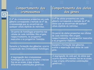 O nº de cromossomas presentes em cada gâmeta corresponde a metade do nº de cromossomas que se encontram em qualquer célula diplóide do indivíduo. Os pares de alelos presentes nas células de cada indivíduo têm origem, respectivamente, no progenitor masculino e no progenitor feminino. Durante a formação dos gâmetas, ocorre a separação dos cromossomas homólogos. A segregação de cada par de alelos que ocorre durante a meiose faz-se ao acaso, o que origina diferentes combinações genéticas. A segregação dos cromossomas homólogos que ocorre durante a meiose faz-se ao acaso, o que origina diferentes combinações genéticas. Durante a formação dos gâmetas, ocorre a separação dos alelos de cada gene. Os pares de homólogos presentes nas células de cada indivíduo têm origem, respectivamente, no progenitor masculino e no progenitor feminino. O nº de alelos presentes em cada gâmeta corresponde a metade do nº de alelos que se encontram em qualquer célula diplóide do indivíduo. Comportamento dos alelos dos genes Comportamento dos cromossomas 