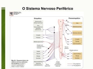 O Sistema Nervoso Periférico 